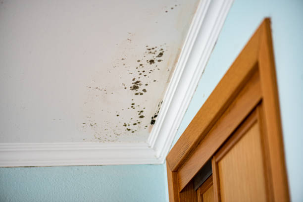 Trusted Kinder, LA Mold Remediation Experts